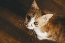 Nicolas CASTANO - CONSCIENCE SAUVAGE | NICOLAS CASTANO